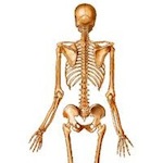 Phytotherapie et sant du squelette