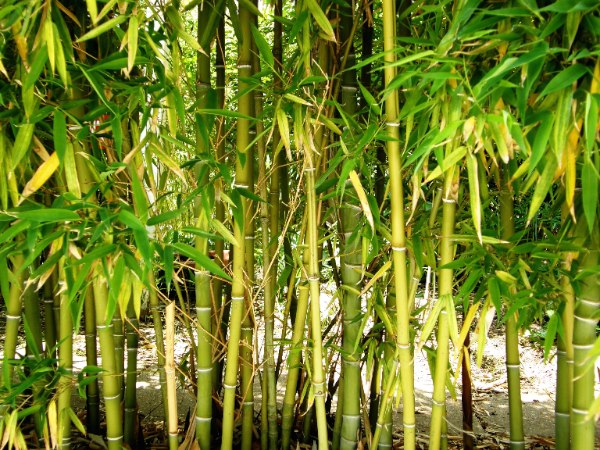 Le bambou, pour faire le plein de minraux